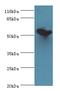 Diphthamide Biosynthesis 2 antibody, A51225-100, Epigentek, Western Blot image 