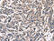 Phosphatidylethanolamine Binding Protein 1 antibody, CSB-PA955522, Cusabio, Immunohistochemistry frozen image 