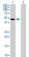 Tripartite Motif Containing 47 antibody, H00091107-B01P, Novus Biologicals, Western Blot image 
