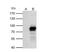 P-LAP antibody, NBP2-19858, Novus Biologicals, Immunoprecipitation image 