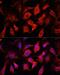 Enolase 2 antibody, LS-C747458, Lifespan Biosciences, Immunofluorescence image 