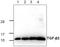 Transforming Growth Factor Beta 2 antibody, TA319077, Origene, Western Blot image 