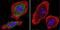 Aryl Hydrocarbon Receptor antibody, NB300-515, Novus Biologicals, Immunofluorescence image 