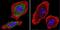 Aryl Hydrocarbon Receptor antibody, NB300-515, Novus Biologicals, Immunofluorescence image 