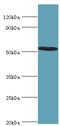 Activating Transcription Factor 7 antibody, LS-C375277, Lifespan Biosciences, Western Blot image 