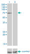 Protein Phosphatase With EF-Hand Domain 1 antibody, LS-C197962, Lifespan Biosciences, Western Blot image 