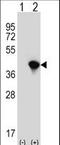 Aminoacyl TRNA Synthetase Complex Interacting Multifunctional Protein 2 antibody, LS-C97361, Lifespan Biosciences, Western Blot image 