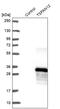 Tetraspanin 12 antibody, PA5-63538, Invitrogen Antibodies, Western Blot image 