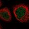 Negative regulator of transcription subunit 1 homolog antibody, NBP2-32045, Novus Biologicals, Immunofluorescence image 