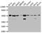RB Binding Protein 4, Chromatin Remodeling Factor antibody, CSB-RA915915A0HU, Cusabio, Western Blot image 
