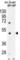 Sterile Alpha Motif Domain Containing 8 antibody, abx026570, Abbexa, Western Blot image 