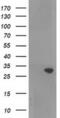 Ras Association Domain Family Member 5 antibody, MA5-25439, Invitrogen Antibodies, Western Blot image 