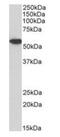 Annexin A11 antibody, orb334086, Biorbyt, Western Blot image 
