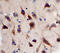 Sortilin Related Receptor 1 antibody, MAB5699, R&D Systems, Immunohistochemistry paraffin image 