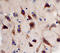 SORL1 antibody, MAB5699, R&D Systems, Immunohistochemistry paraffin image 