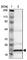ALG13 UDP-N-Acetylglucosaminyltransferase Subunit antibody, HPA002853, Atlas Antibodies, Western Blot image 