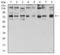 Glutamine--Fructose-6-Phosphate Transaminase 1 antibody, NBP2-52474, Novus Biologicals, Western Blot image 