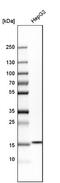 Acid Phosphatase 1 antibody, NBP1-89551, Novus Biologicals, Western Blot image 