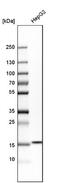 Acid Phosphatase antibody, NBP1-89551, Novus Biologicals, Western Blot image 