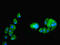 P53 And DNA Damage Regulated 1 antibody, LS-C372167, Lifespan Biosciences, Immunofluorescence image 
