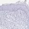 LIM Zinc Finger Domain Containing 2 antibody, NBP2-31713, Novus Biologicals, Immunohistochemistry paraffin image 