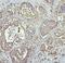 Carcinoembryonic Antigen Related Cell Adhesion Molecule 5 antibody, A00356, Boster Biological Technology, Immunohistochemistry frozen image 