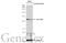 Tyrosine 3-Monooxygenase/Tryptophan 5-Monooxygenase Activation Protein Beta antibody, GTX113296, GeneTex, Western Blot image 