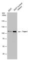 DNA Topoisomerase I antibody, PA5-78203, Invitrogen Antibodies, Western Blot image 