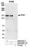 PTK7 antibody, A304-451A, Bethyl Labs, Immunoprecipitation image 