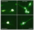 Tubulin Beta 3 Class III antibody, TP1691, ECM Biosciences, Immunocytochemistry image 