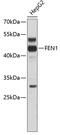 Flap Structure-Specific Endonuclease 1 antibody, 13-044, ProSci, Western Blot image 