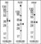 Hypoxia Inducible Factor 1 Subunit Alpha Inhibitor antibody, 55-124, ProSci, Western Blot image 