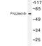 Frizzled Class Receptor 8 antibody, LS-C177154, Lifespan Biosciences, Western Blot image 