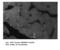 Msh Homeobox 1 antibody, MBS540525, MyBioSource, Immunohistochemistry paraffin image 