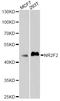 Nuclear Receptor Subfamily 2 Group F Member 2 antibody, abx126275, Abbexa, Western Blot image 