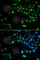 Homeobox A1 antibody, A6924, ABclonal Technology, Immunofluorescence image 