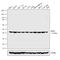 Mitogen-Activated Protein Kinase Kinase 2 antibody, PA5-29291, Invitrogen Antibodies, Western Blot image 