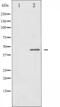 Gap Junction Protein Alpha 1 antibody, abx010827, Abbexa, Western Blot image 