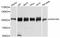 Cell Proliferation Regulating Inhibitor Of Protein Phosphatase 2A antibody, A12267, ABclonal Technology, Western Blot image 