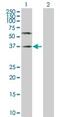 PVR Cell Adhesion Molecule antibody, ab103630, Abcam, Western Blot image 