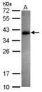 Sprouty RTK Signaling Antagonist 4 antibody, NBP2-20479, Novus Biologicals, Western Blot image 