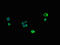 Mitochondrial Ribosomal Protein L11 antibody, LS-C398129, Lifespan Biosciences, Immunofluorescence image 