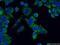 NADH:Ubiquinone Oxidoreductase Subunit A5 antibody, 16640-1-AP, Proteintech Group, Immunofluorescence image 