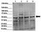 Nucleobindin 2 antibody, GTX47487, GeneTex, Western Blot image 