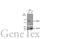 Sirtuin 3 antibody, GTX106292, GeneTex, Western Blot image 