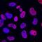 Protein SOX-15 antibody, AF4070, R&D Systems, Immunocytochemistry image 