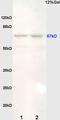 Estrogen Related Receptor Alpha antibody, orb10602, Biorbyt, Western Blot image 