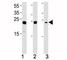 High Mobility Group Box 2 antibody, F50180-0.4ML, NSJ Bioreagents, Western Blot image 