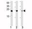 High mobility group protein B2 antibody, F50180-0.4ML, NSJ Bioreagents, Western Blot image 