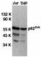 Docking Protein 1 antibody, orb74312, Biorbyt, Western Blot image 